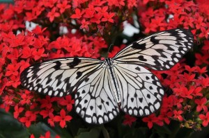 butterfly-1218884_640.jpg