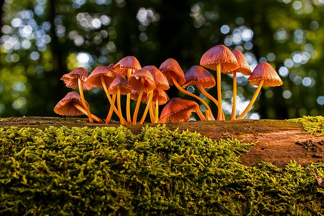 mushrooms-3659165_640