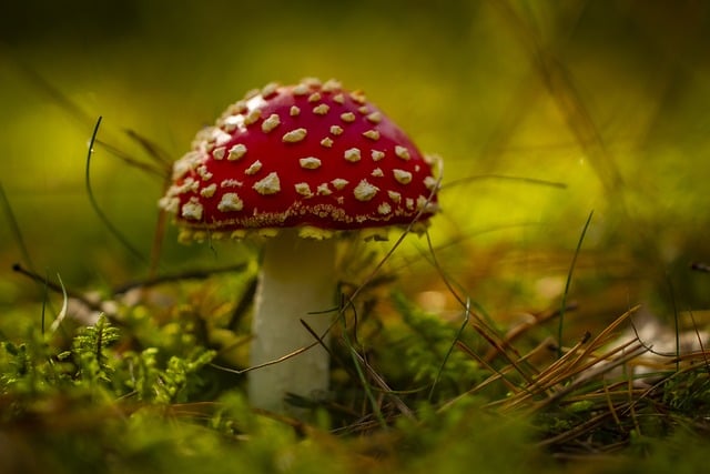 toadstool-8296596_640