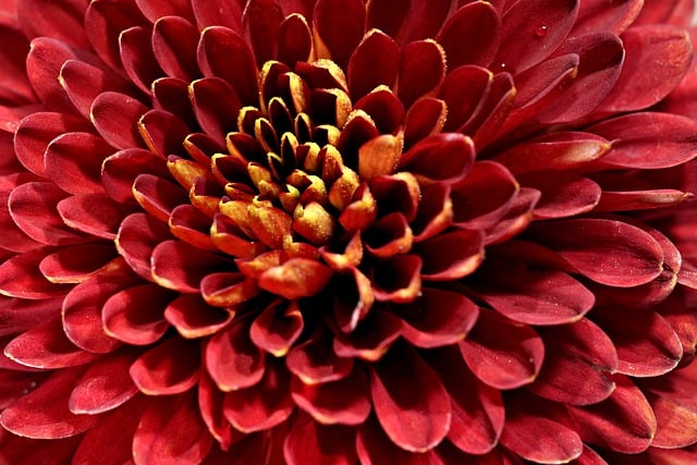 chrysanthemum-8599121_640