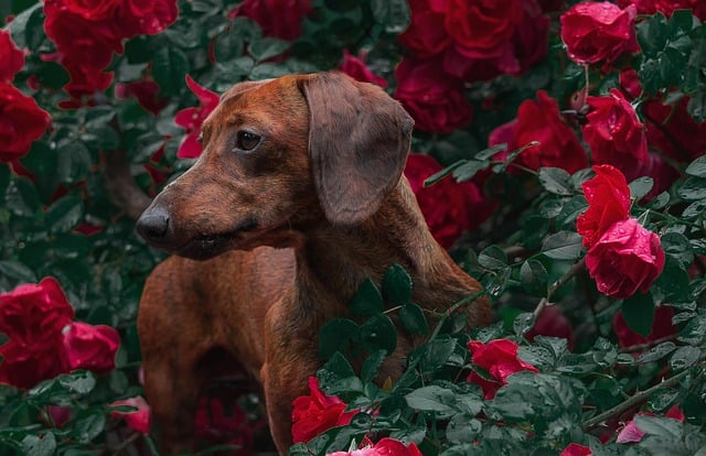 dachshund-8120554_640