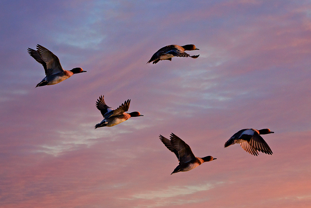 eurasian-wigeon-4914971_640.jpg