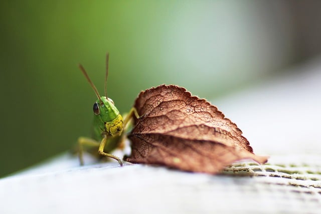 grasshopper-8156626_640