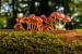 mushrooms-3659165_640